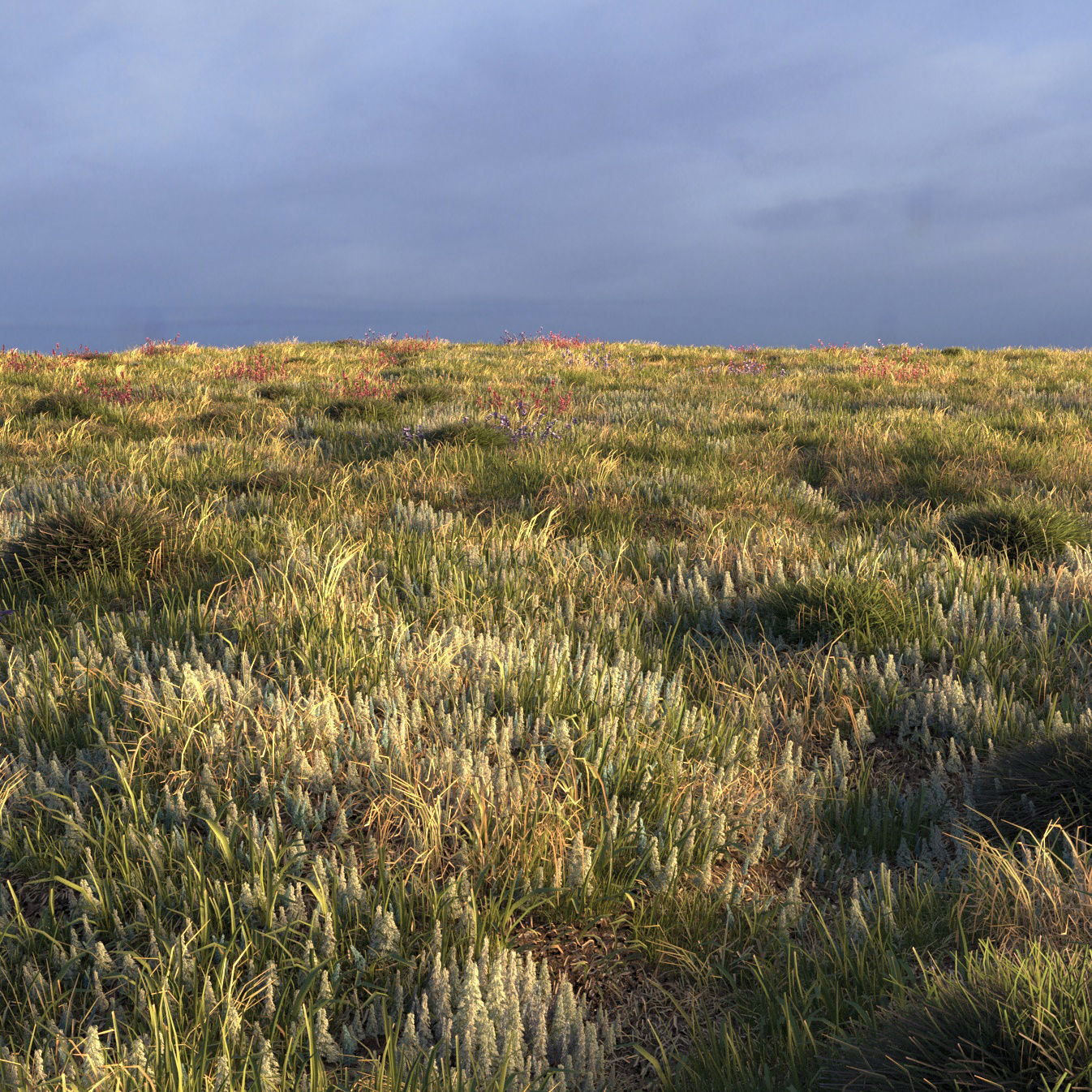 Field grass and corona scatter 3D model_4