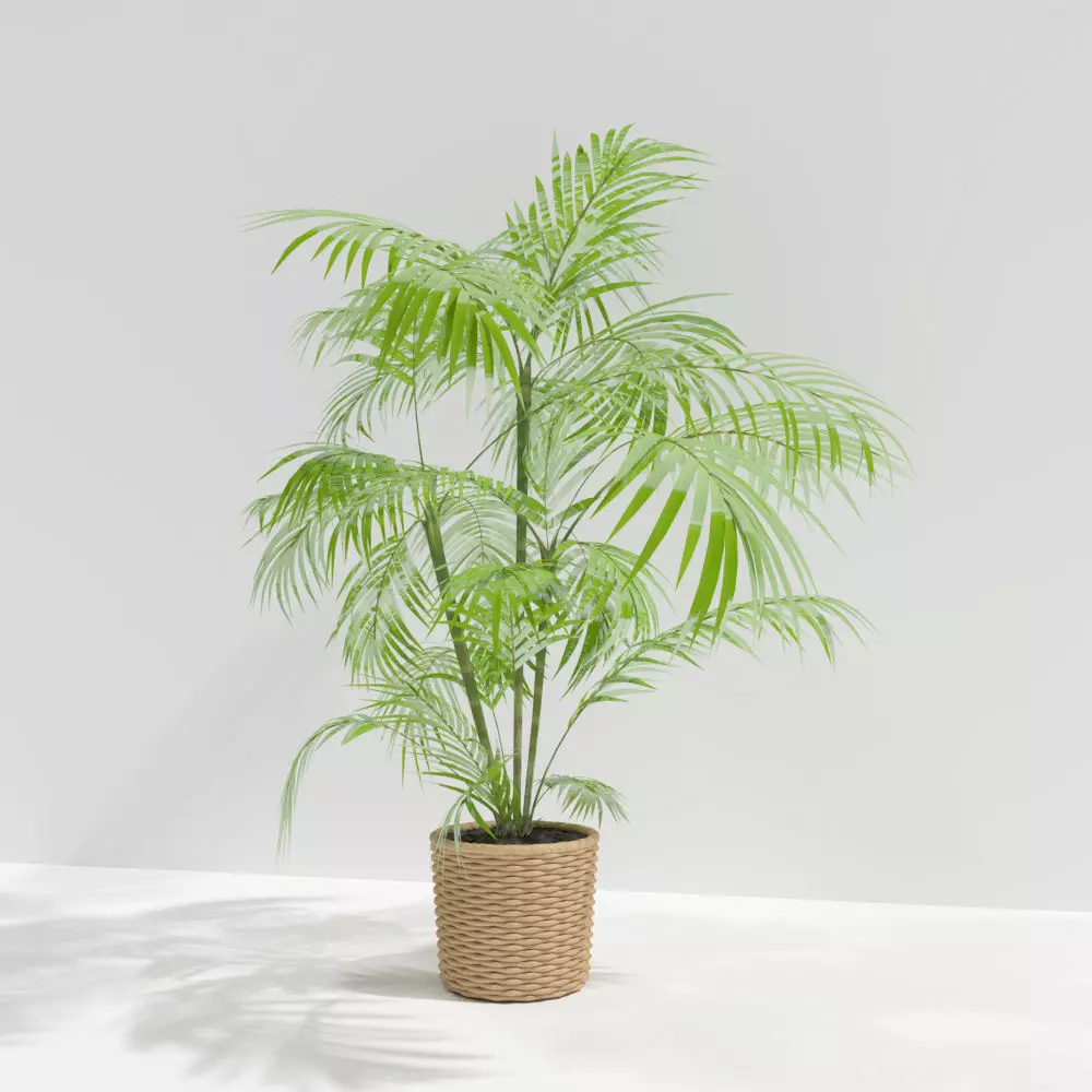 plant palm tree in pot Free 3D model_0