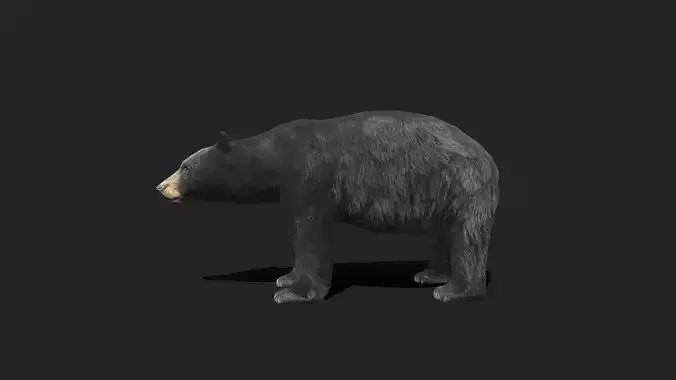 American Black Bear - Animated