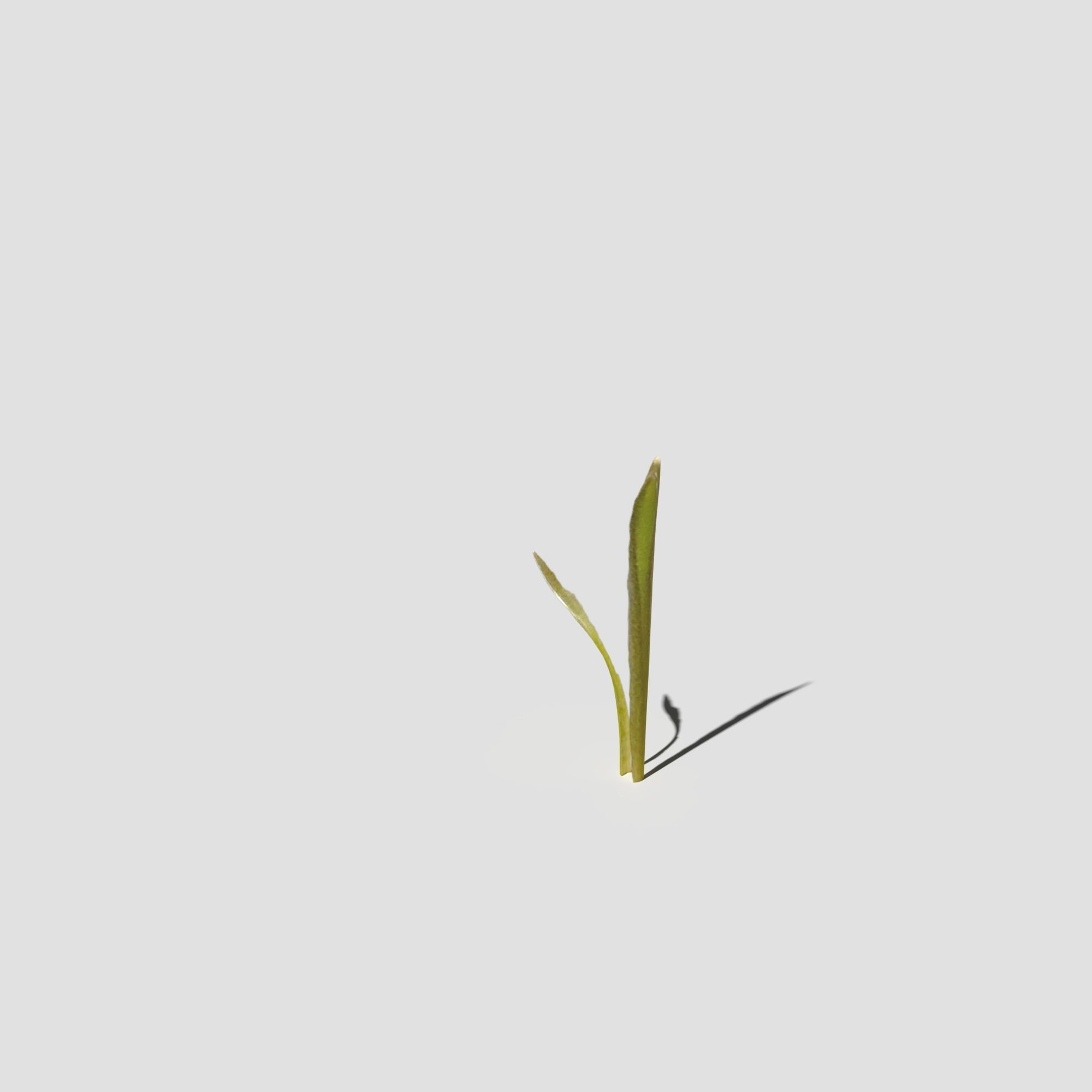 Glory of the Snow Pack Low-poly 3D model_18