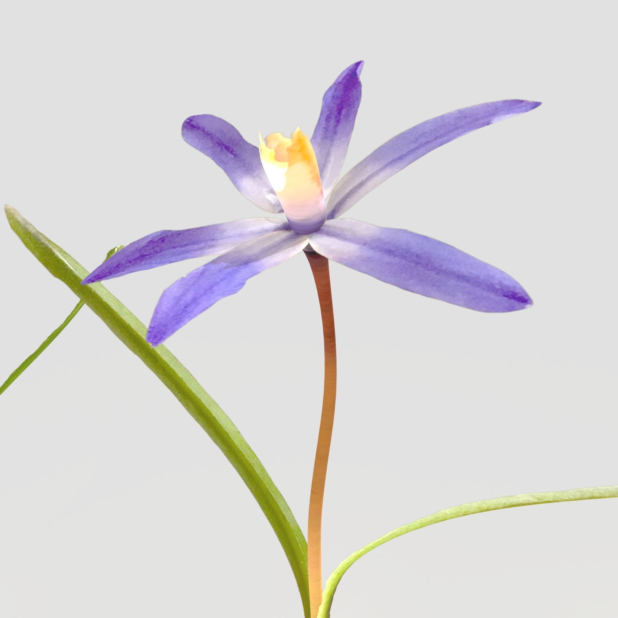 Glory of the Snow Pack Low-poly 3D model_11