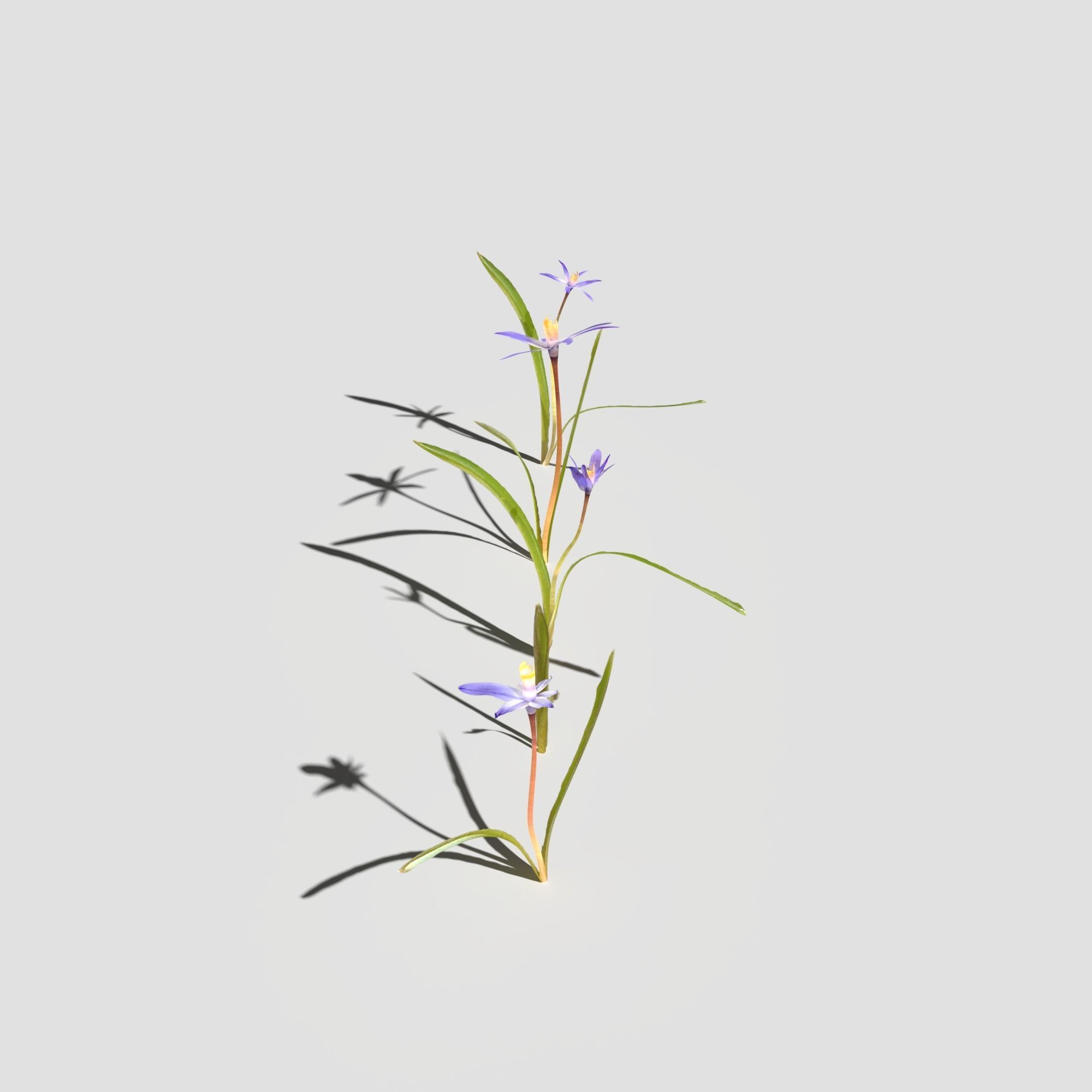 Glory of the Snow Pack Low-poly 3D model_9