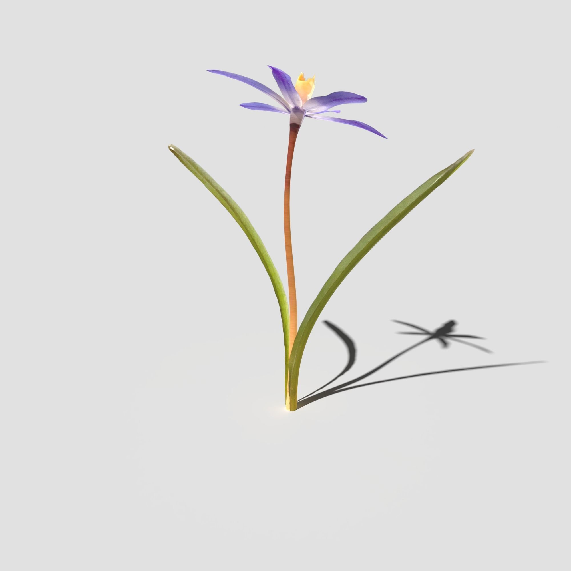 Glory of the Snow Pack Low-poly 3D model_14