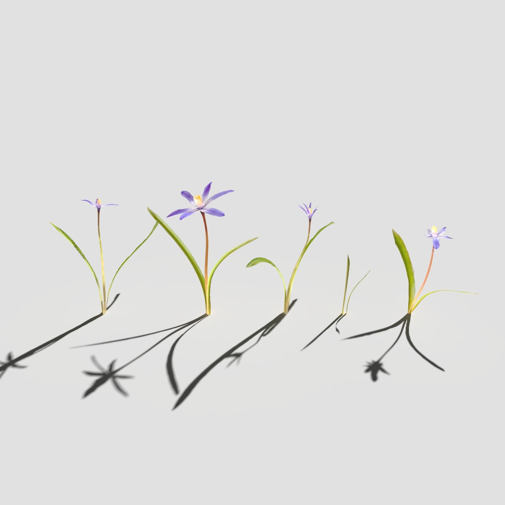 Glory of the Snow Pack Low-poly 3D model_7