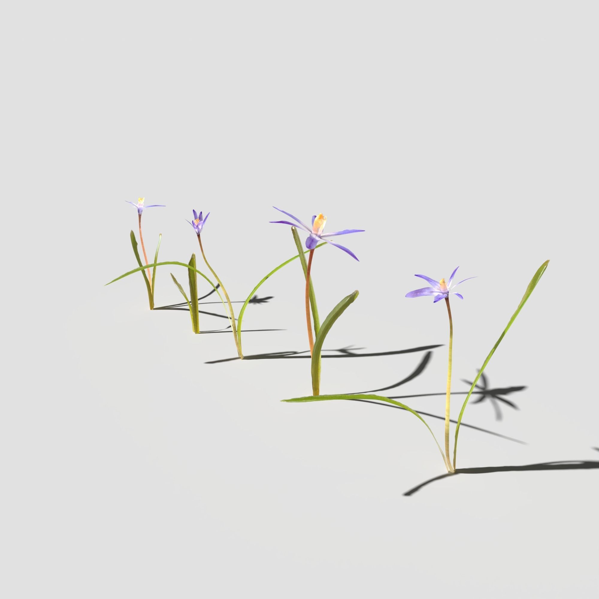 Glory of the Snow Pack Low-poly 3D model_4