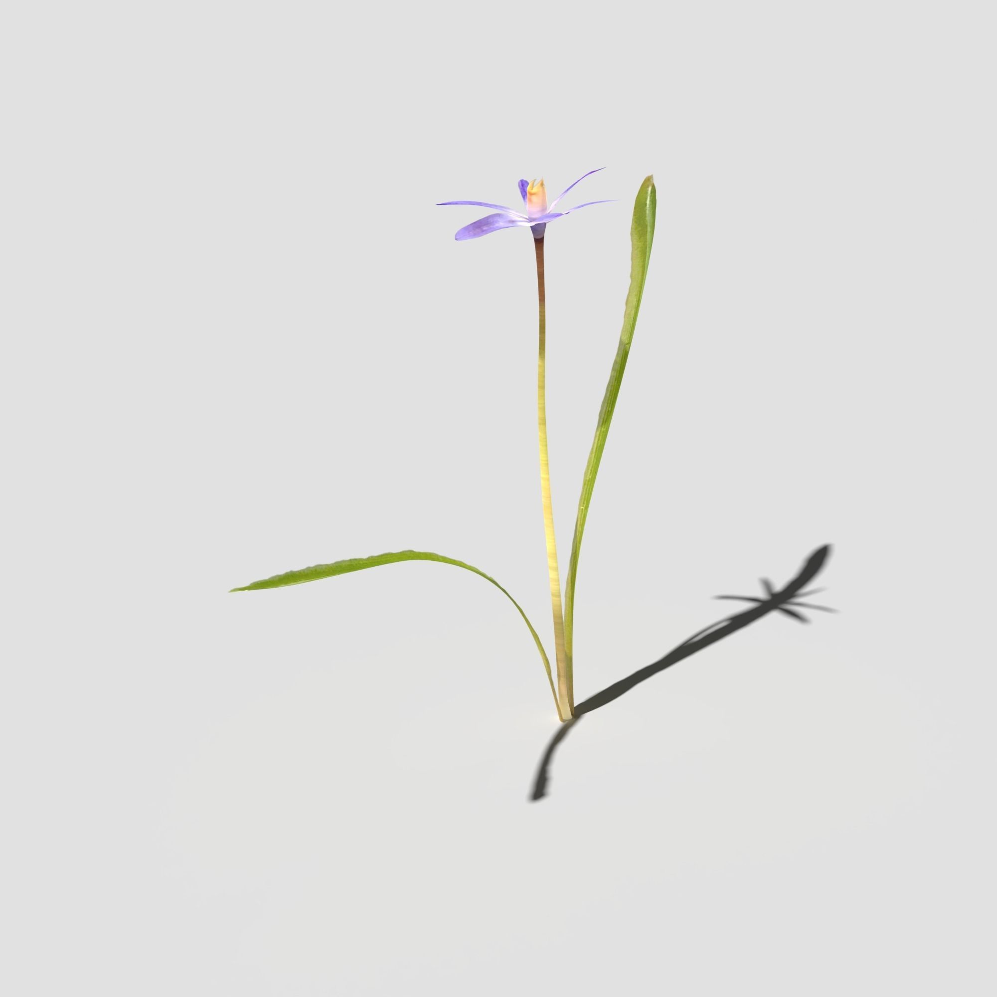 Glory of the Snow Pack Low-poly 3D model_12