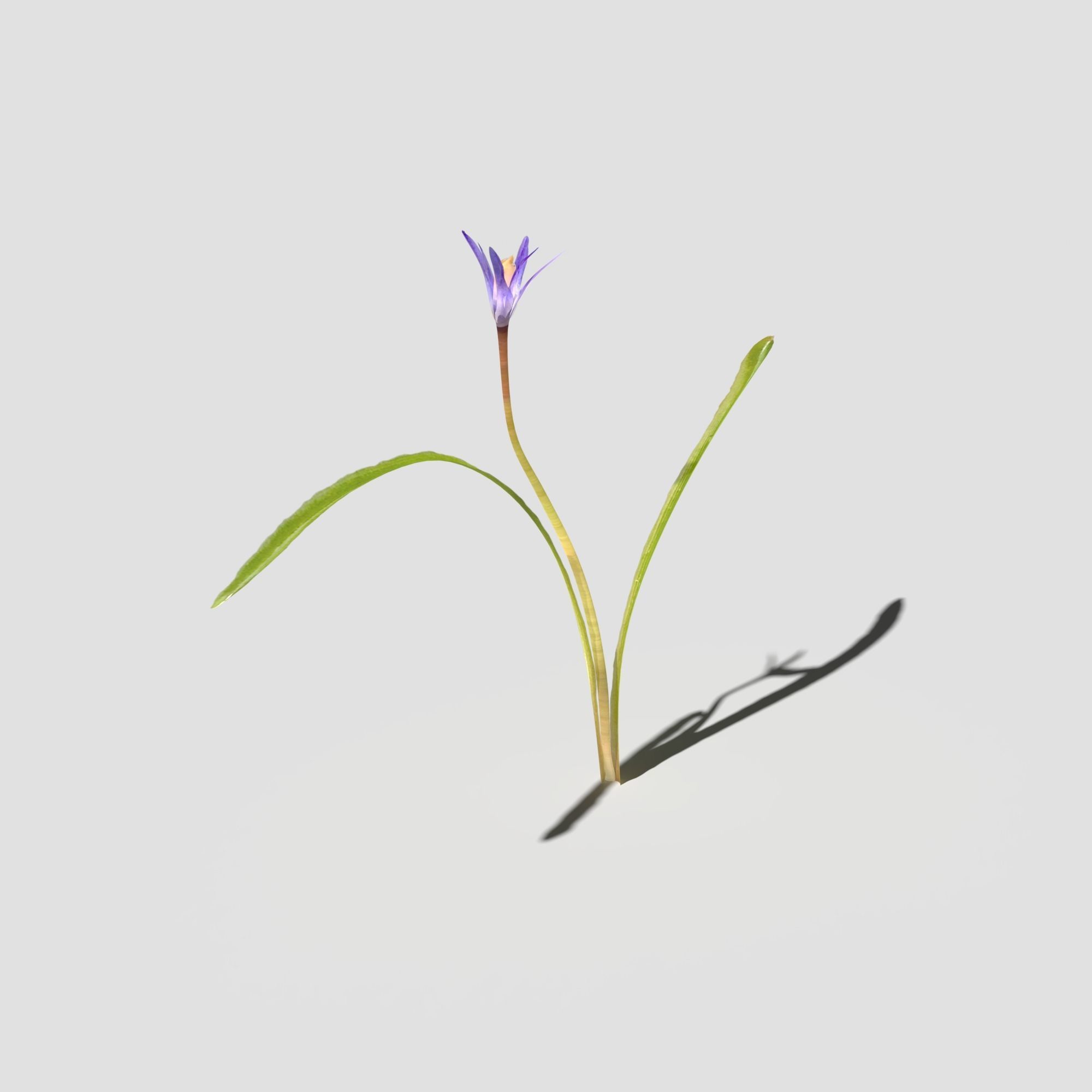 Glory of the Snow Pack Low-poly 3D model_16