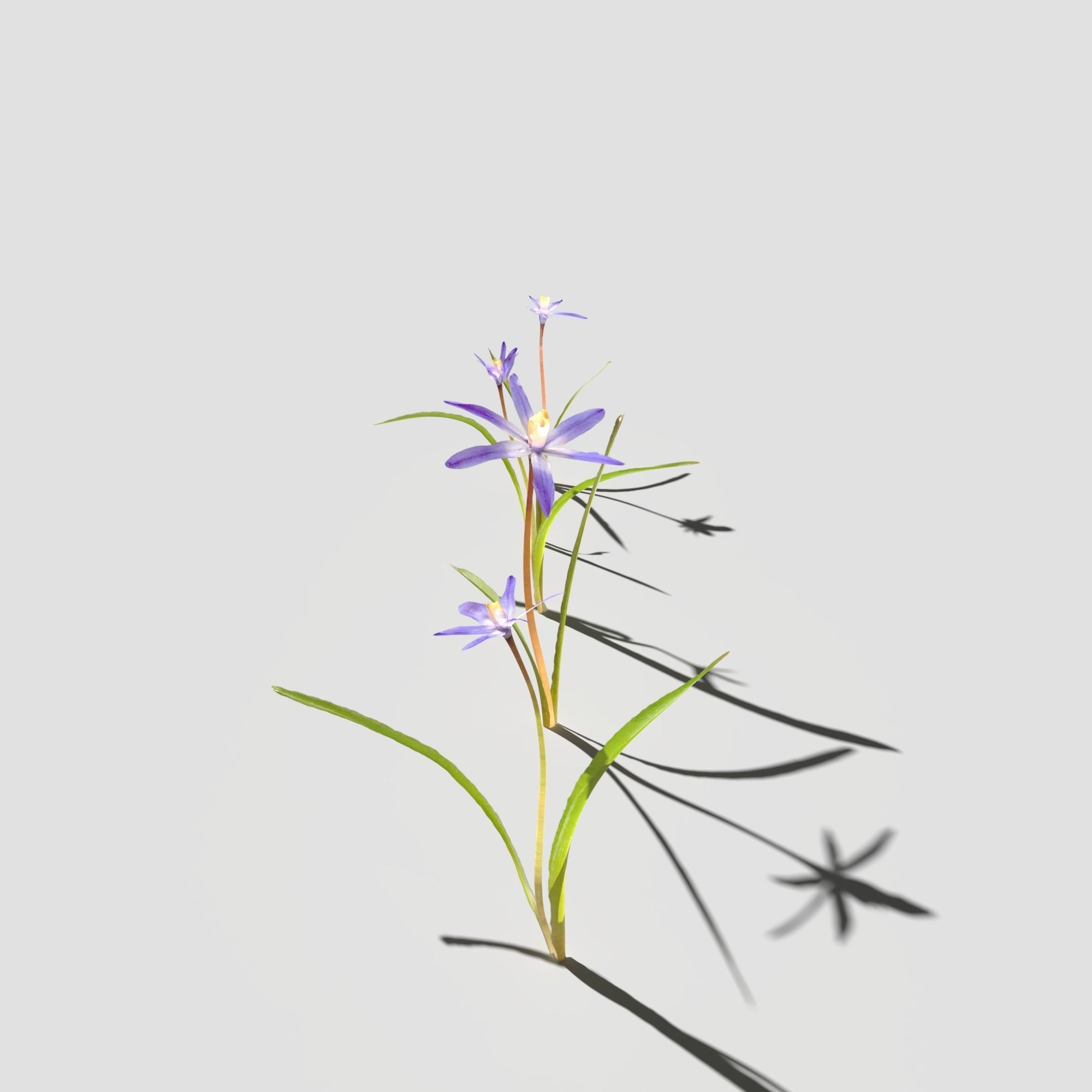 Glory of the Snow Pack Low-poly 3D model_5