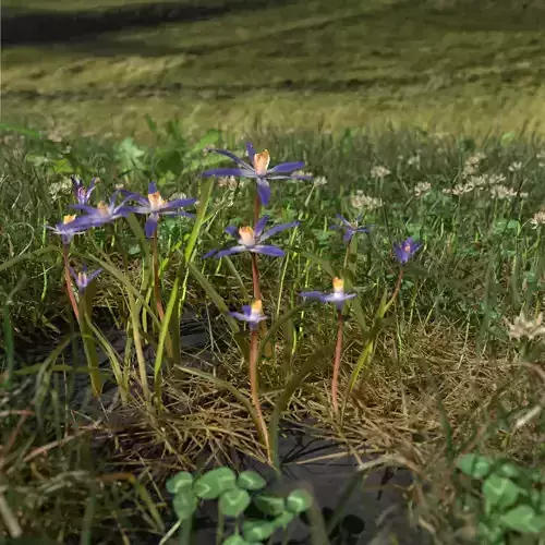 Glory of the Snow Pack