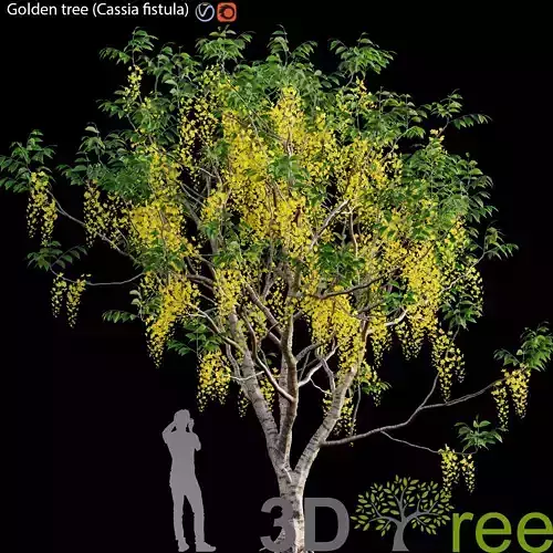 Golden tree -Cassia fistula-01 3D model