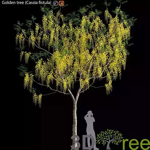 Golden tree -Cassia fistula-02