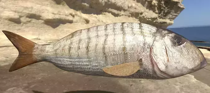 Mormyrus Photorealistic  sea fish Rigged Animated Low-poly 3D model