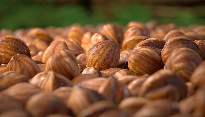 Hazelnut kernel Photoscan Low-poly 3D model 4