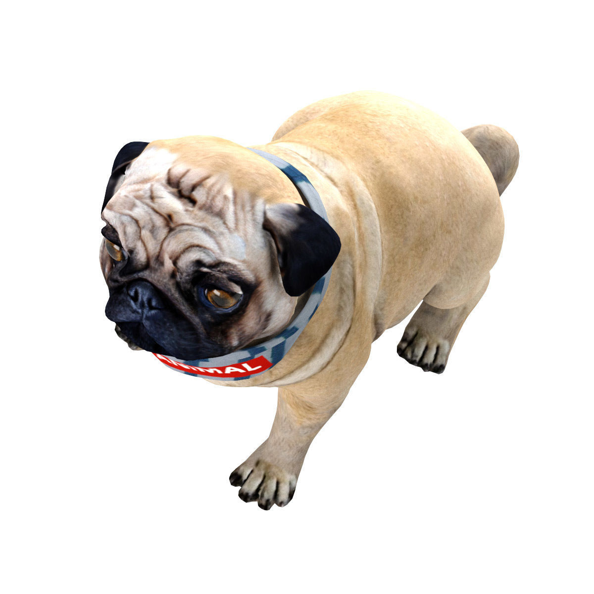 PUG - Dog 3D model_11