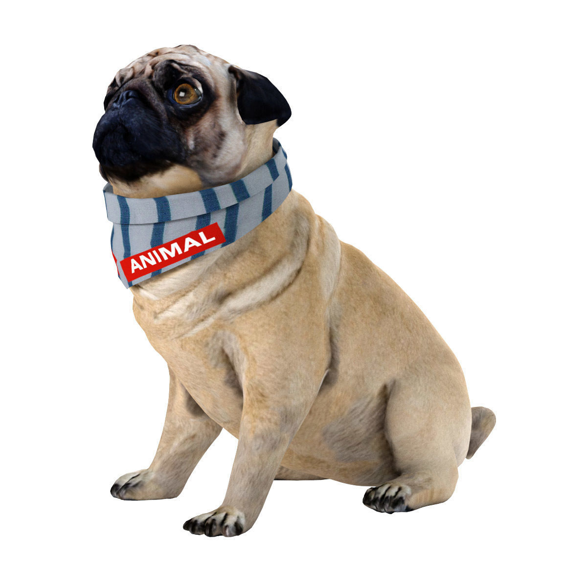 PUG - Dog 3D model_10