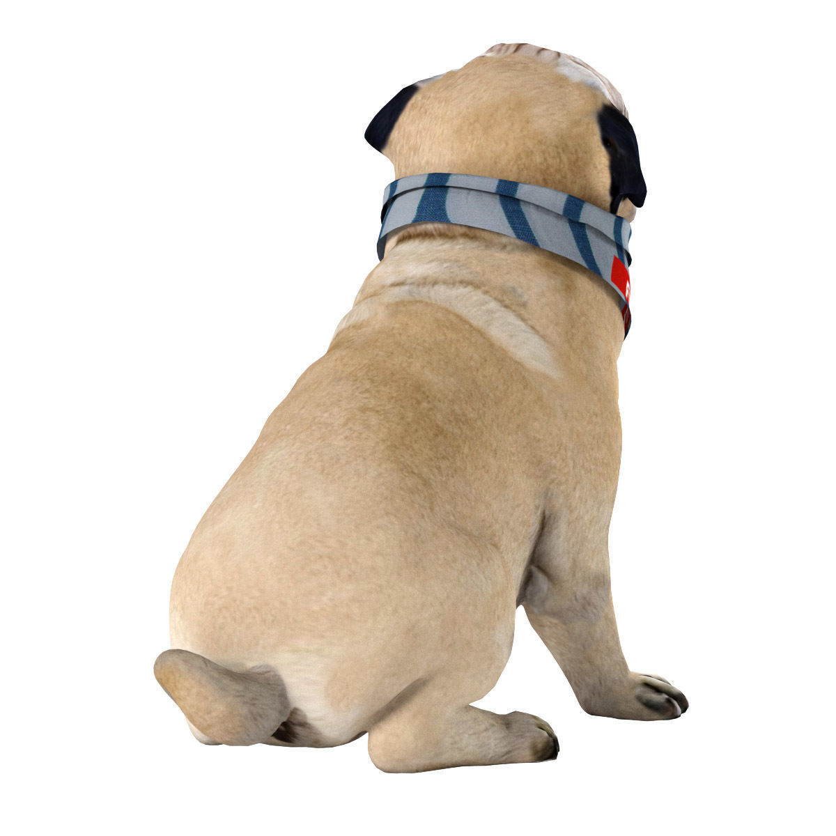PUG - Dog 3D model_5