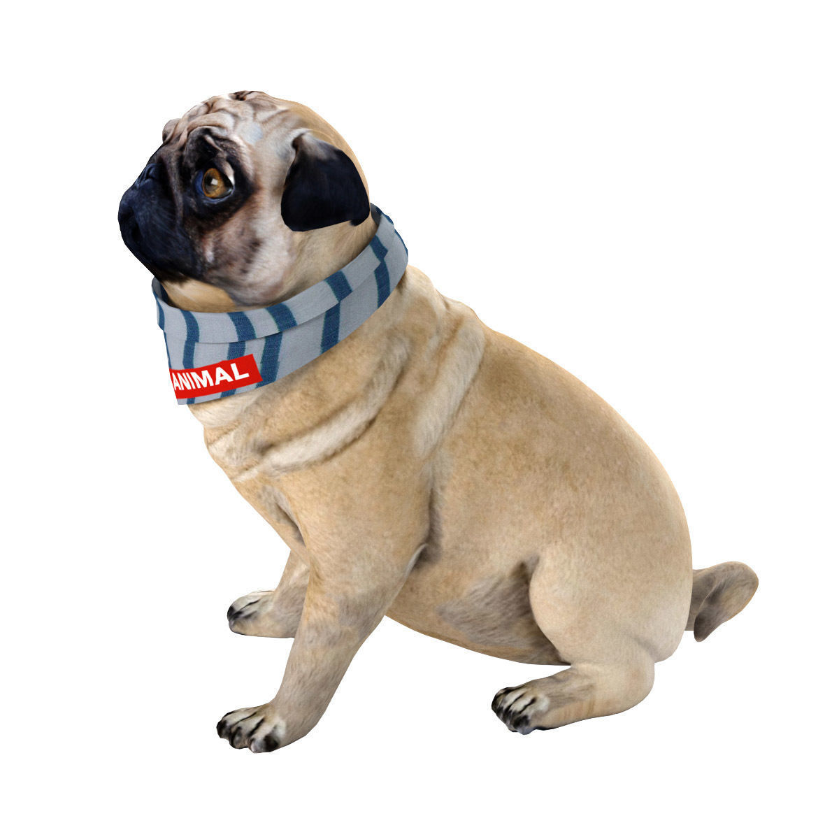 PUG - Dog 3D model_2