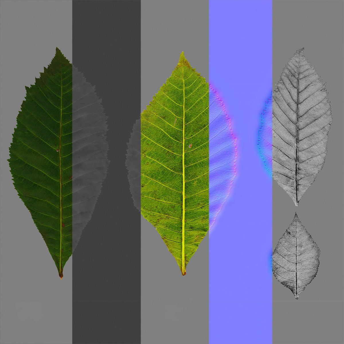 Aesculus x carnea briotii 201SU 3D model_11