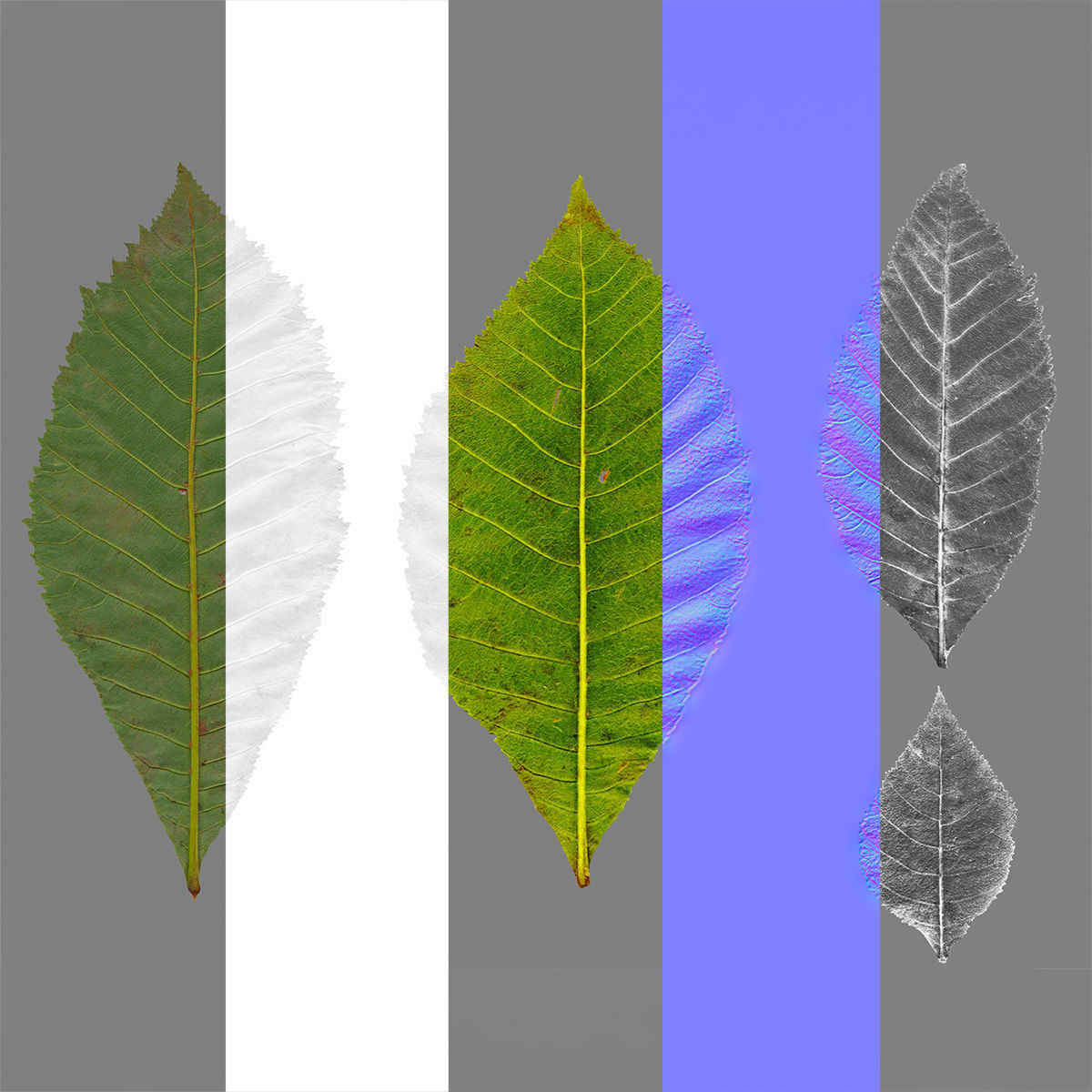 Aesculus x carnea briotii 201SU 3D model_12