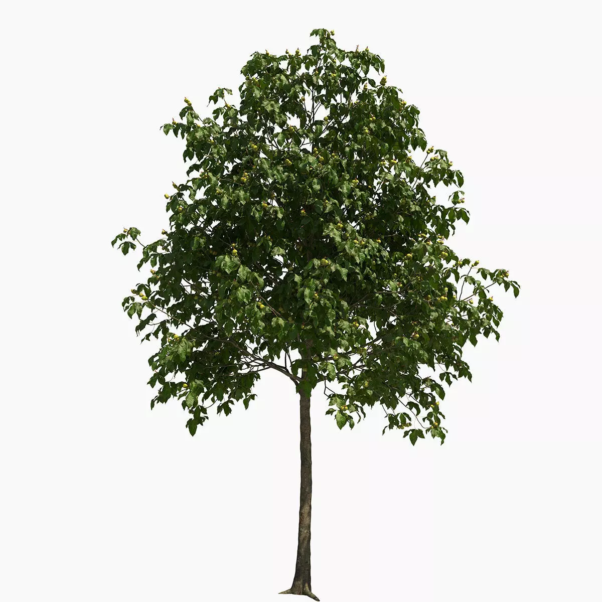 Aesculus x carnea briotii 201SU 3D model_0