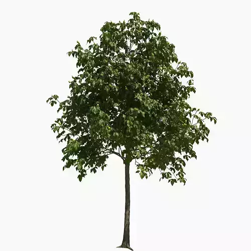 Aesculus x carnea briotii 201SU 3D model
