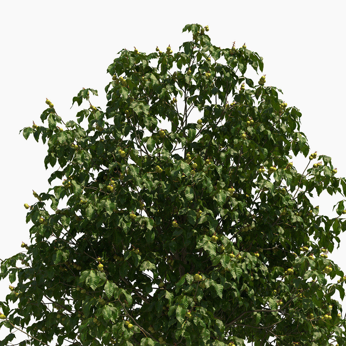 Aesculus x carnea briotii 201SU 3D model_2