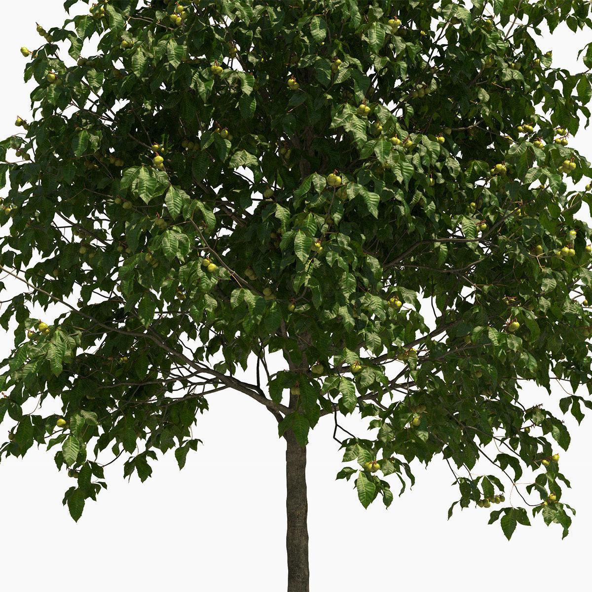 Aesculus x carnea briotii 201SU 3D model_3