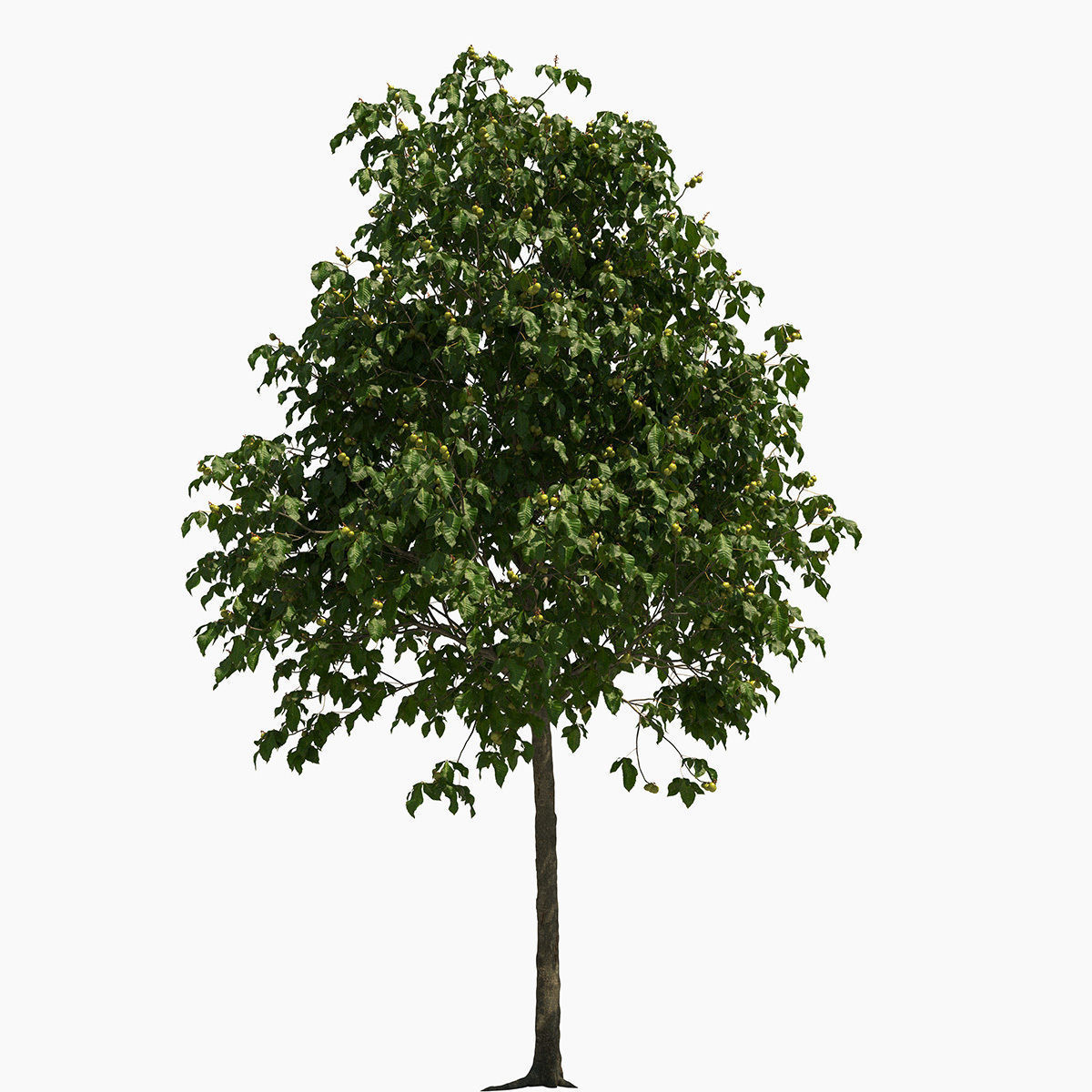 Aesculus x carnea briotii 201SU 3D model_1