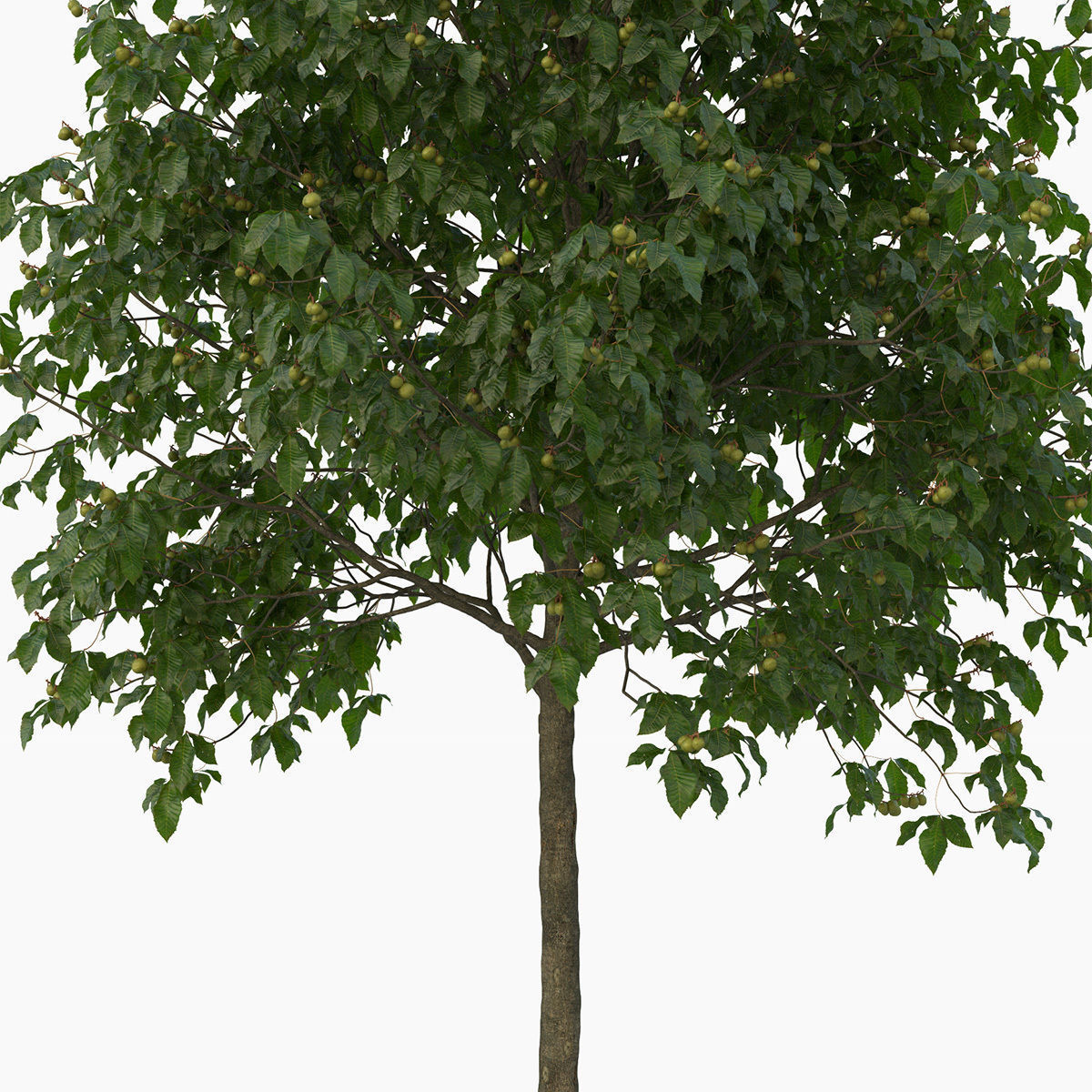 Aesculus x carnea briotii 201SU 3D model_7