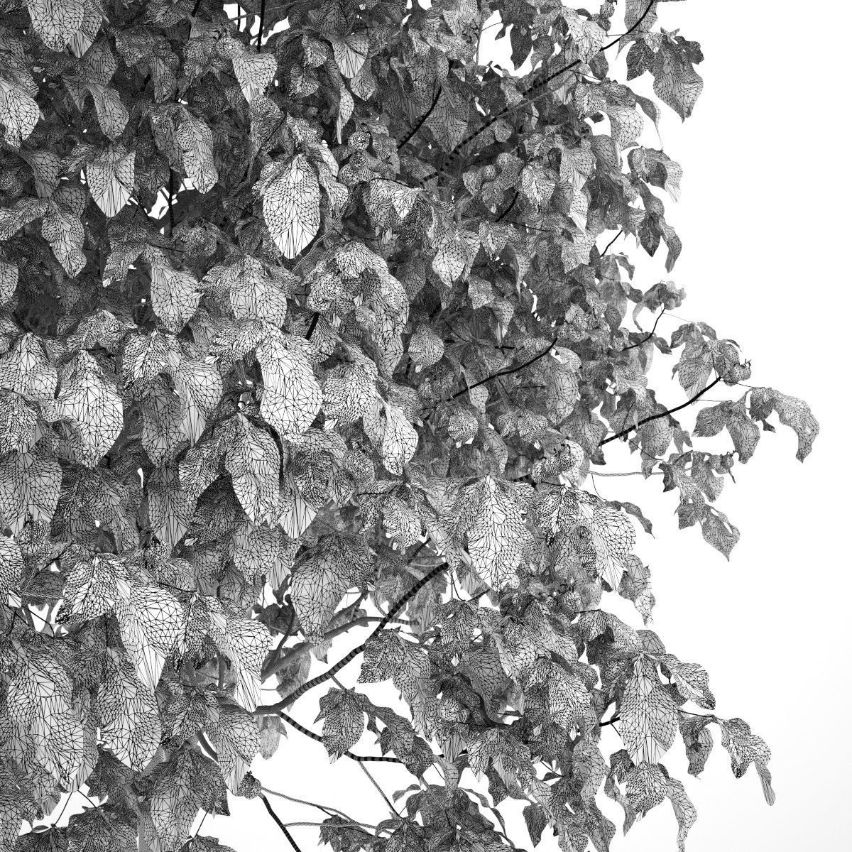 Aesculus x carnea briotii 201SU 3D model_8