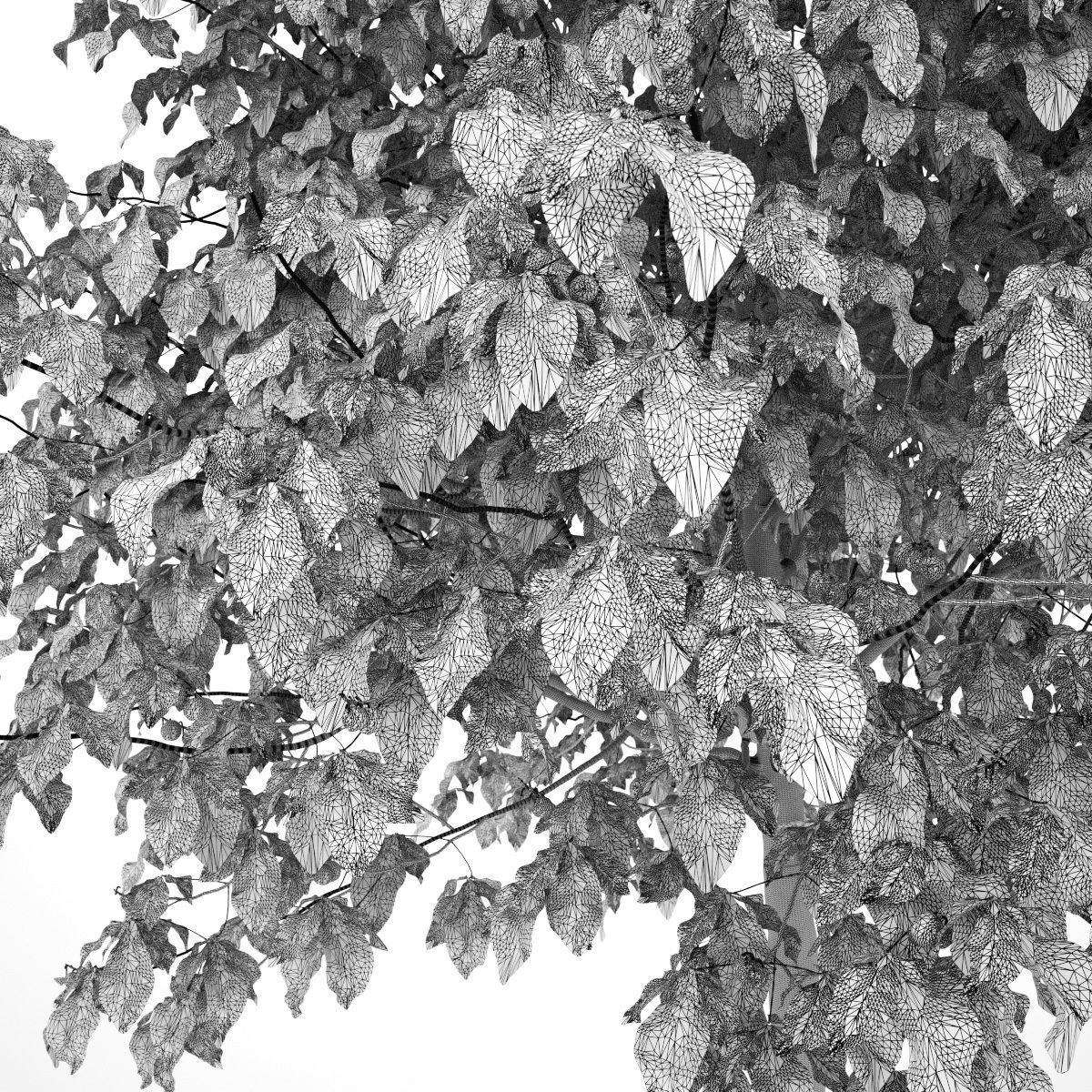 Aesculus x carnea briotii 201SU 3D model_9