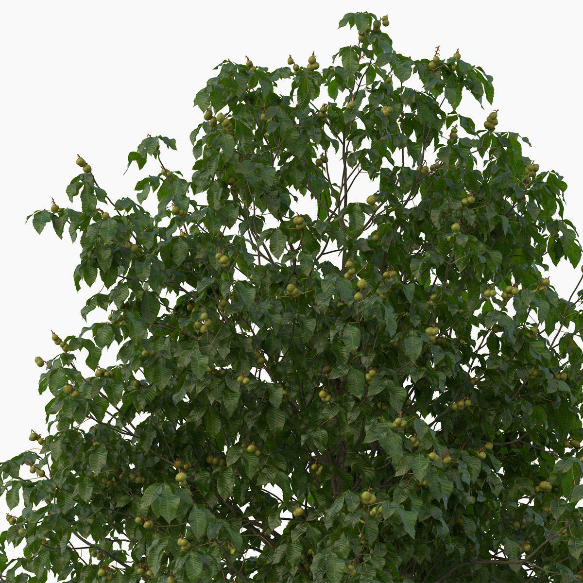 Aesculus x carnea briotii 201SU 3D model_6