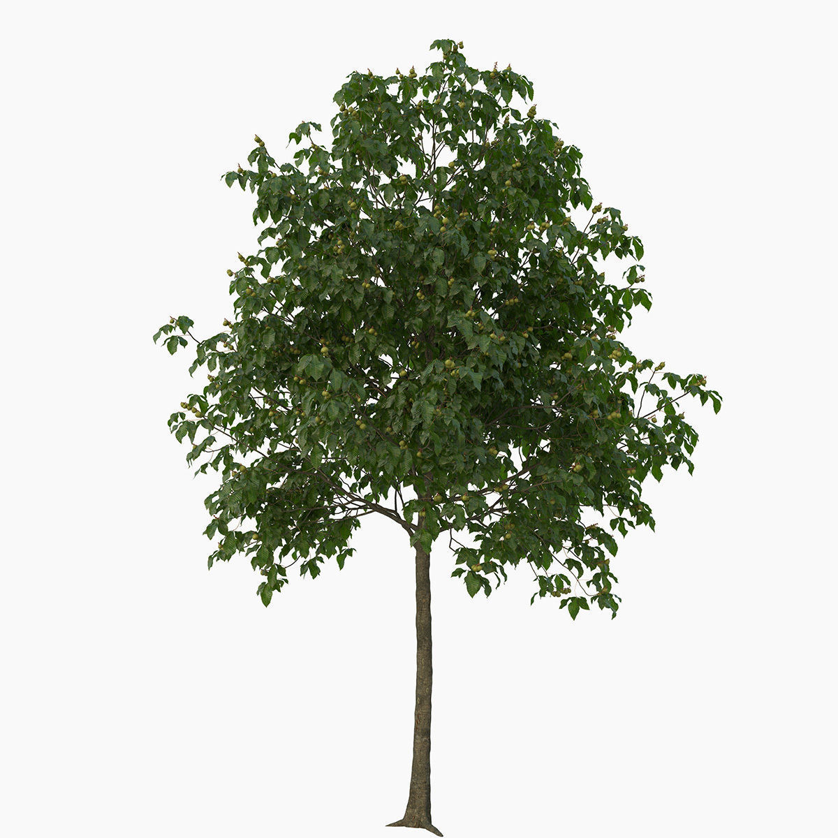 Aesculus x carnea briotii 201SU 3D model_4