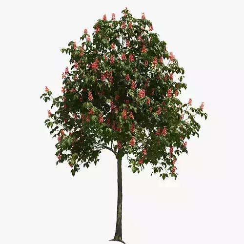 Aesculus x carnea briotii 201SP FL 3D model