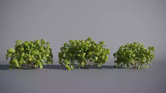 Bigleaf hydrangea with chartreuse flowers - Animated