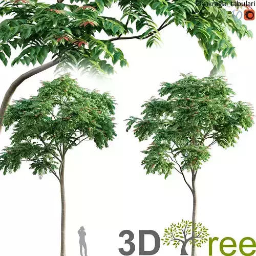 Chukrasia tabularis-chickrassy 05