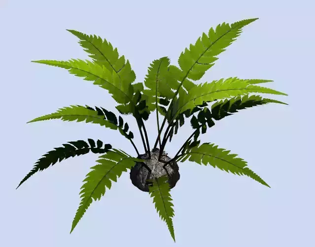Realistic Jungle Rainforest Fern Cheap Price VR PBR