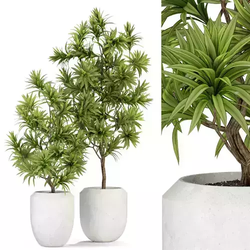 Plants collection 303