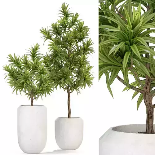 Plants collection 304