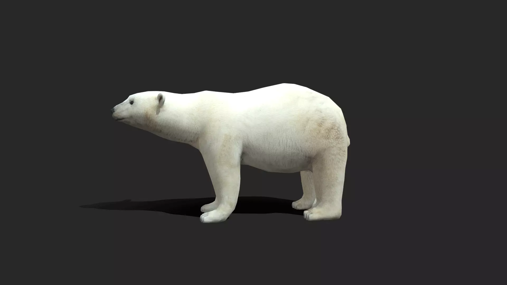 Polar Bear - Animated Low-poly 3D model