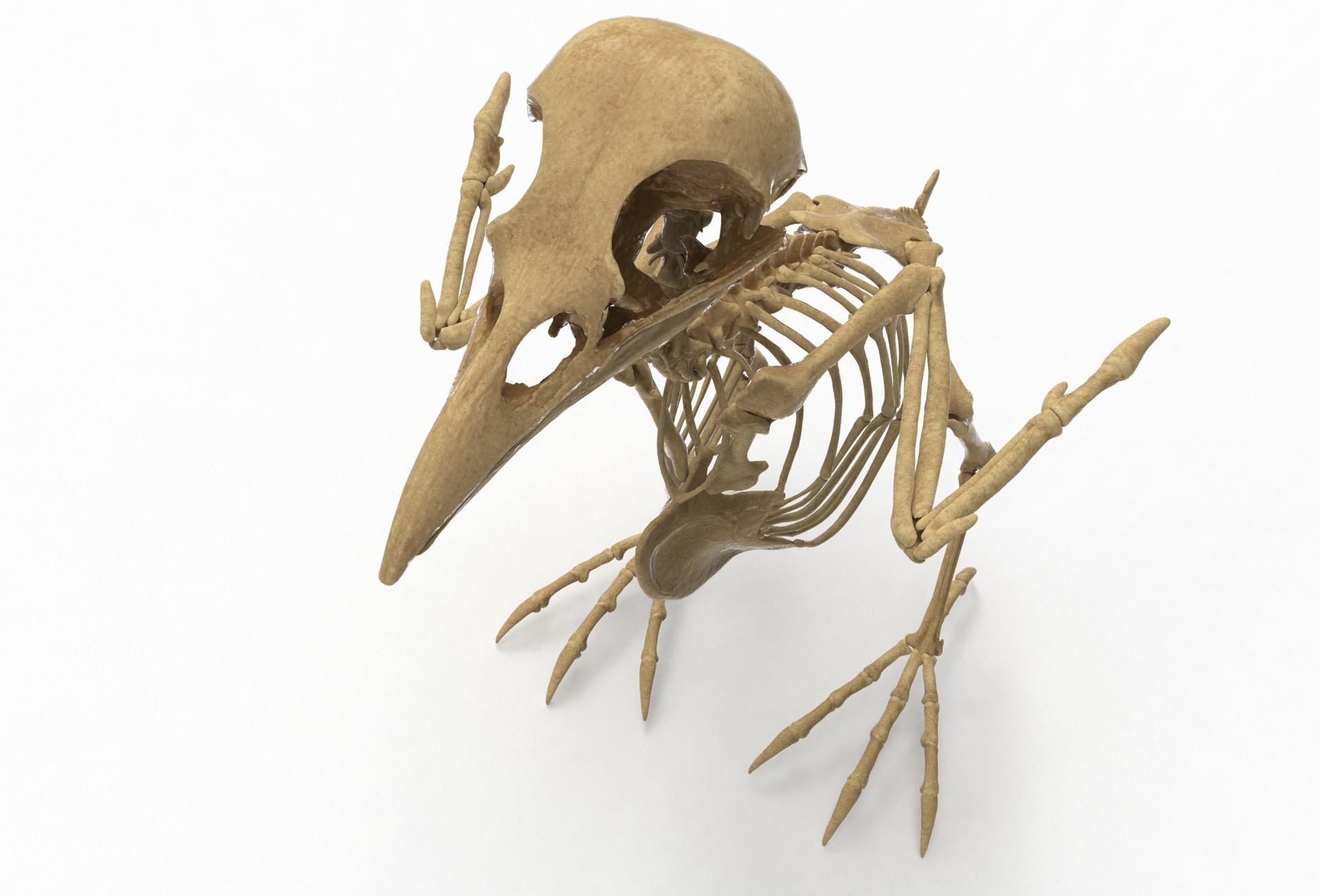 Raven skeleton 3D model_4