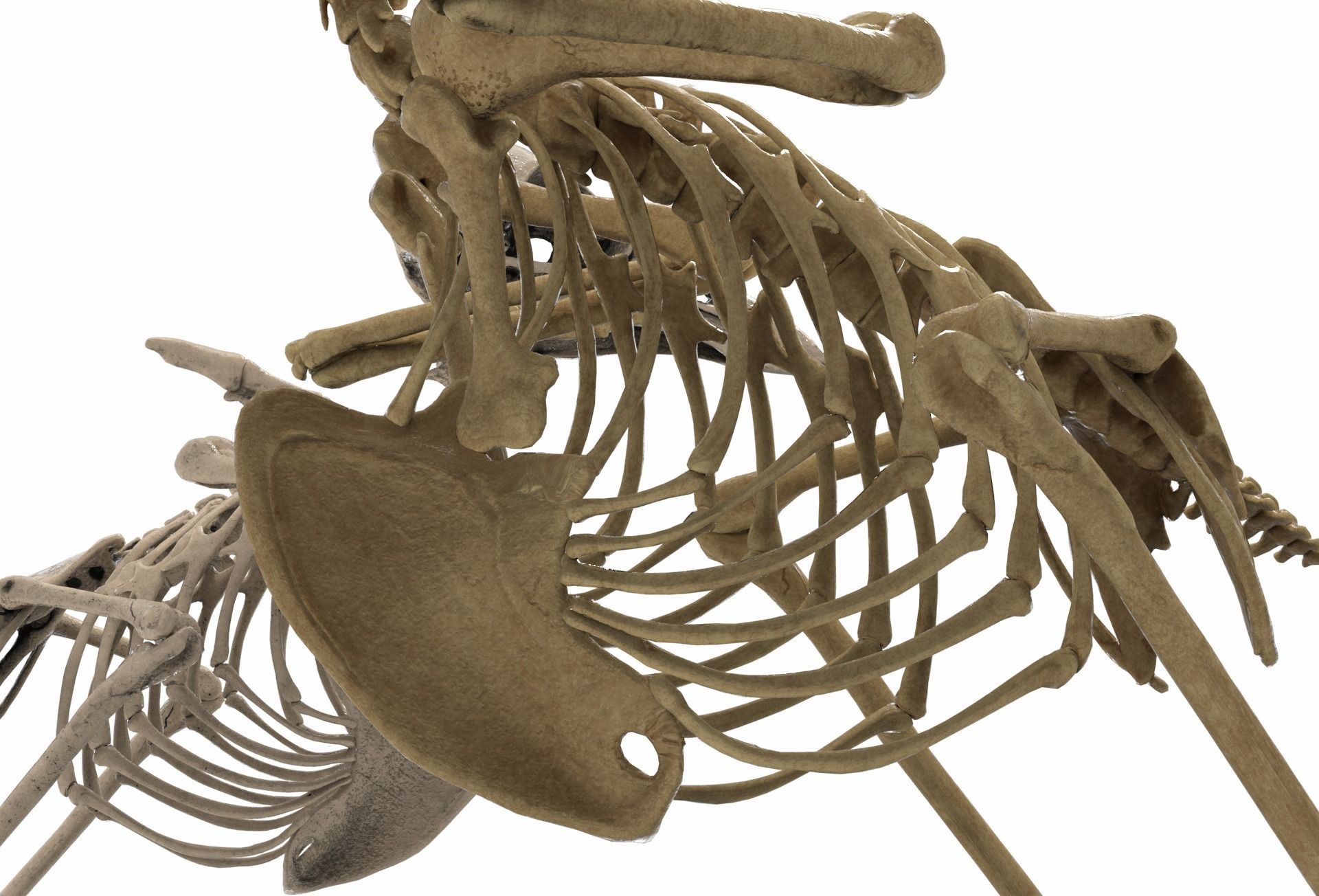 Raven skeleton 3D model_7