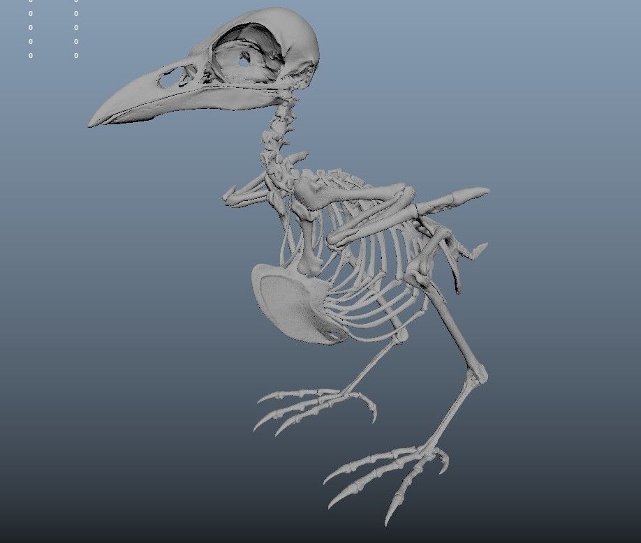 Raven skeleton 3D model_20