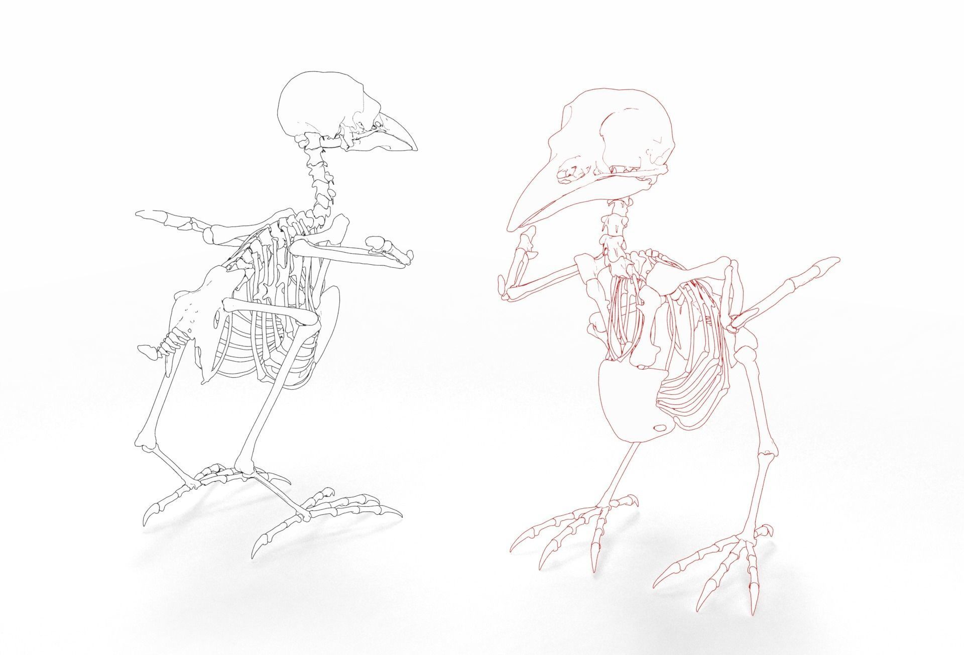Raven skeleton 3D model_14