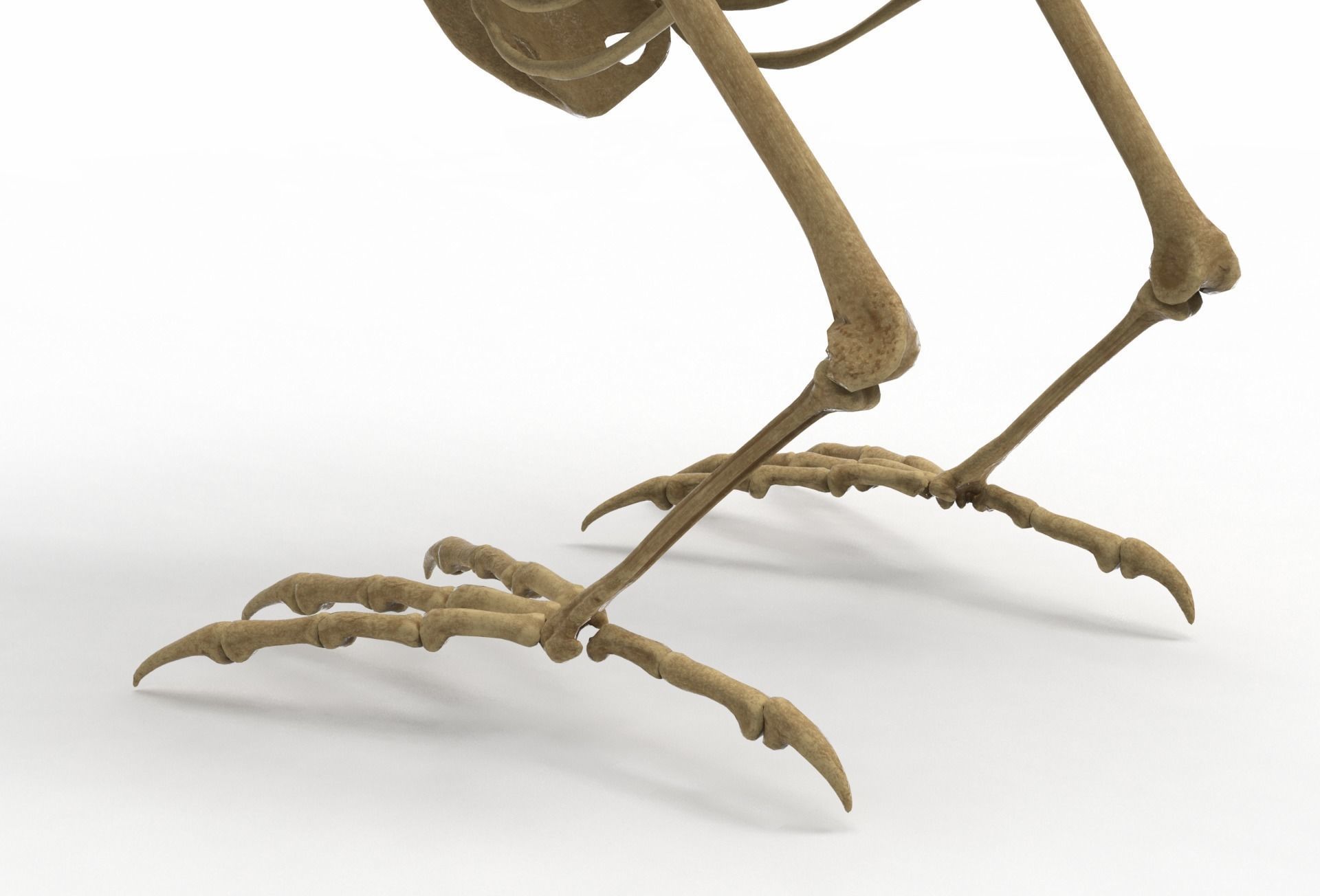 Raven skeleton 3D model_10