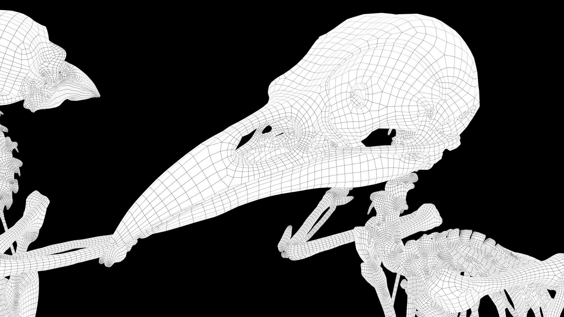 Raven skeleton 3D model_17