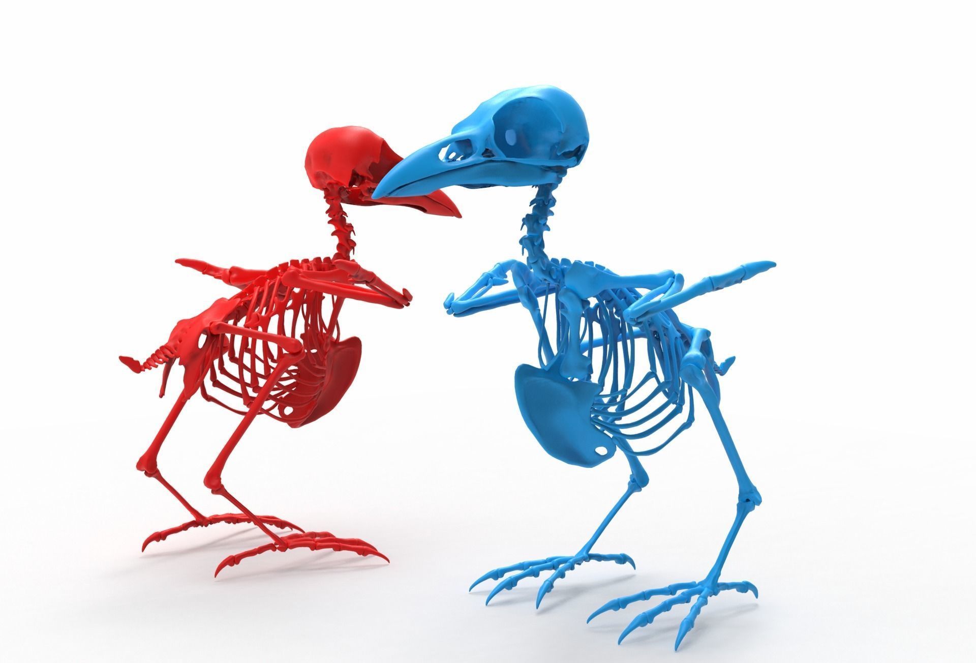 Raven skeleton 3D model_11