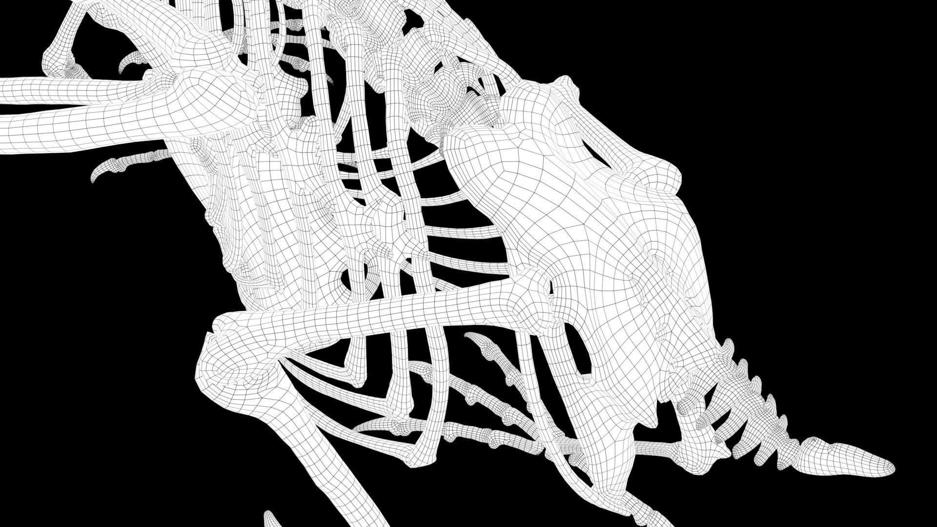 Raven skeleton 3D model_18