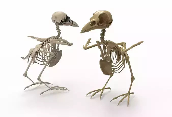 Raven skeleton 3D model