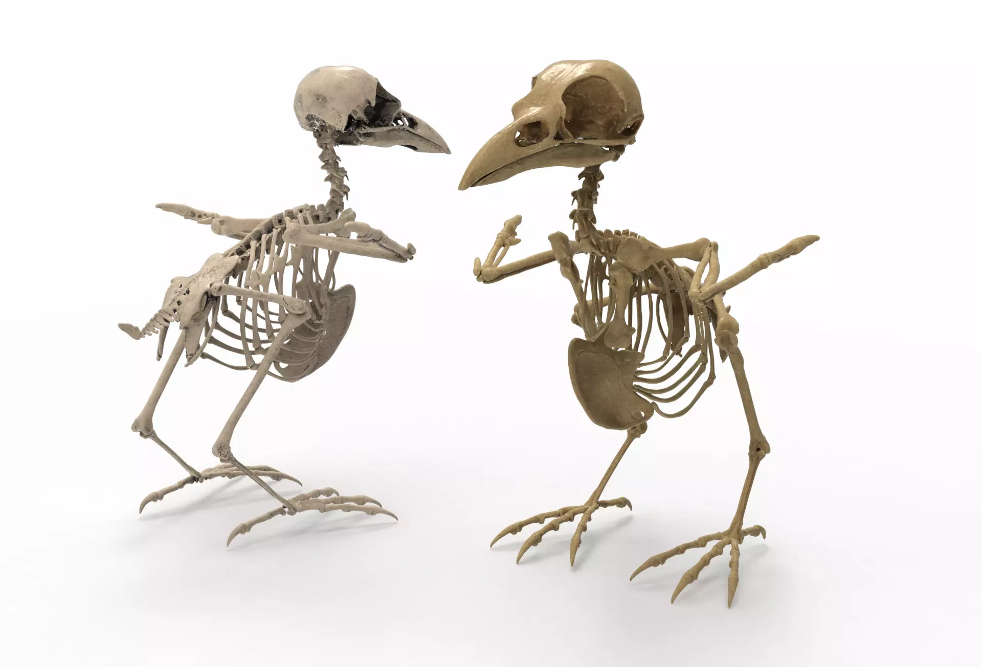 Raven skeleton 3D model_0